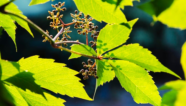 Foto bladeren en jonge onrijpe vruchten van wilde druiven in het zonlicht mooie natuurlijke groene achtergrond