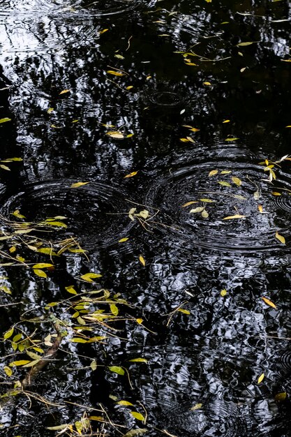 Bladeren en reflecties in het water van een vijver in de herfst