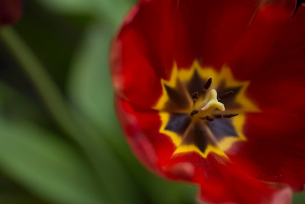 Bladeren en rode glitterachtergrond, rode tulp met glitterachtergrond