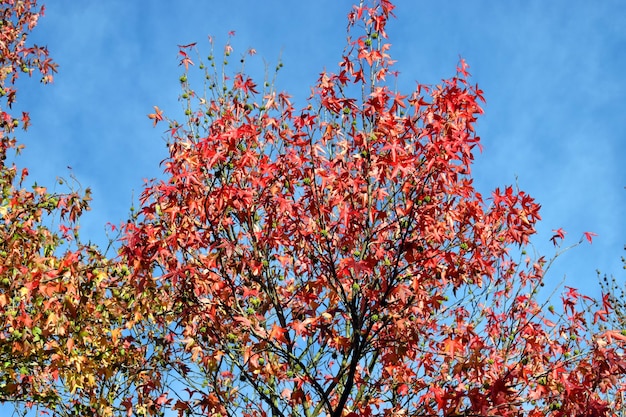 Bladeren en vruchten van de Amerikaanse suikergom Liquidambar styraciflua in de herfst