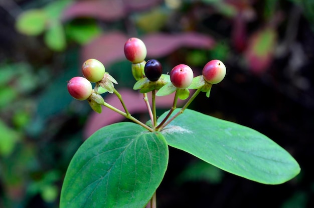 Bladeren en vruchten van het struikgewas St. John's wort Hypericum androsaemum