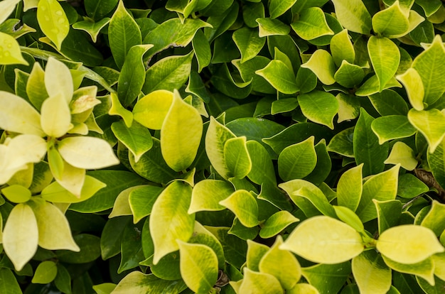 Bladeren groen, lichtgeel met patroonvervaging als achtergrond.