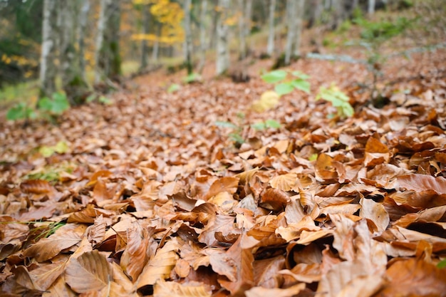 Bladeren in de herfst in het bos tijdens het gebladerte