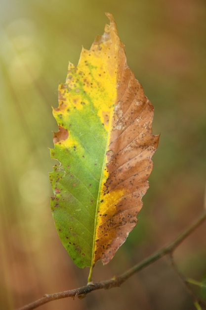 Bladeren in de herfst