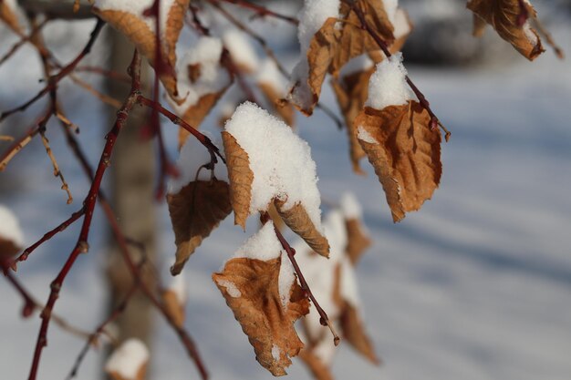 bladeren in de winter