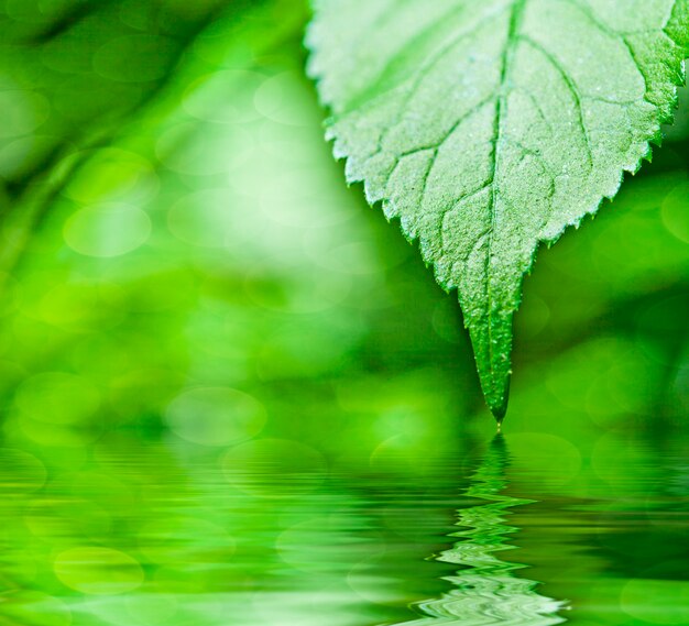 Foto bladeren in het bos met reflectie in water en zonlicht. achtergrond