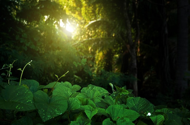 bladeren in het groene bos zonlicht