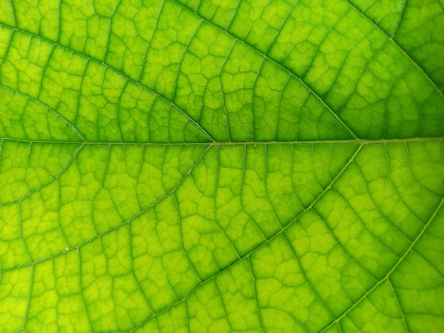 Bladeren Macro Close-up Groen Chlorofyl Natuur Textuur Achtergrond