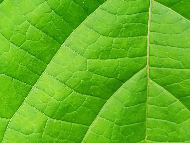 Foto bladeren macro close-up groen chlorofyl natuur textuur achtergrond