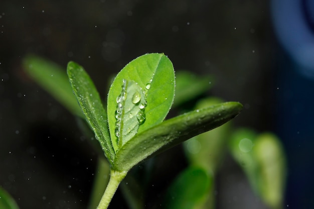 Bladeren met druppels regen