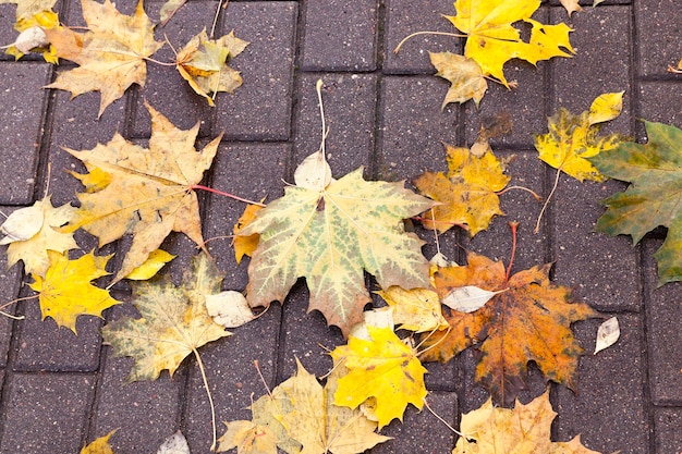 Bladeren op de stoep herfst