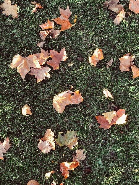 Bladeren op het gras in de herfst. Bovenaanzicht