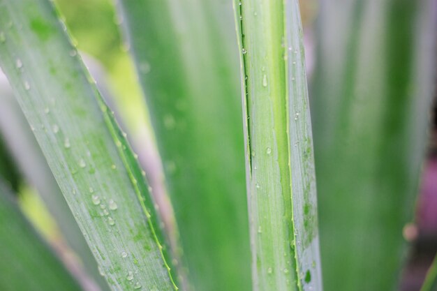 Bladeren plant in park met textuur achtergrond