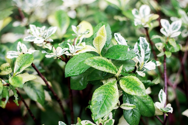 Bladeren planten in het regenseizoen