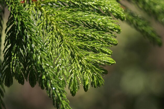 Bladeren Tropisch bos bomen textuur achtergrond behang