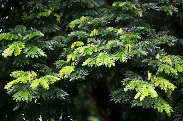 Bladeren Tropisch bosbomen textuurbehang