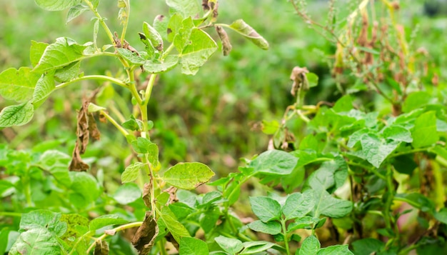 Bladeren van aardappel met ziekten. Plant Of Potato Gedroogde Phytophthora