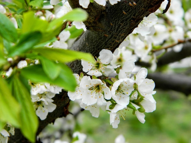 Bladeren van appel en appel bloeien in het voorjaar. Lentebloem in een tuin close-up. Foto van hoge kwaliteit