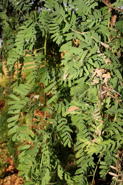 Bladeren van de boom Prosopis Cineraria