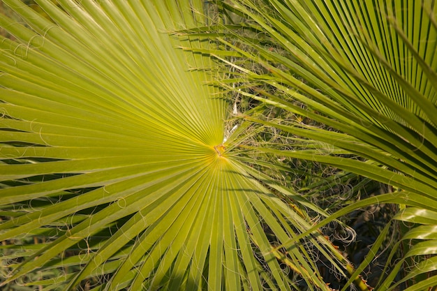 Bladeren van de palmboom Livistona chinensis