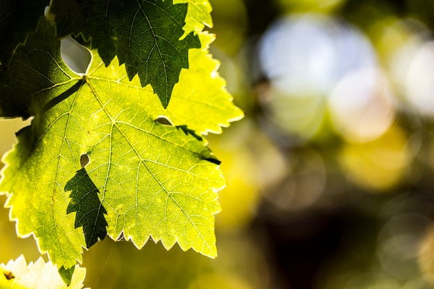 Bladeren van druif in wineyard