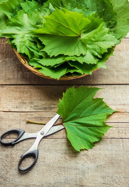 Bladeren van druiven voor het koken van dolma. Selectieve aandacht.