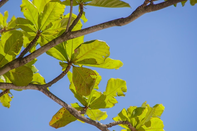 Bladeren van een amandelboom buiten in rio de janeiro, brazilië