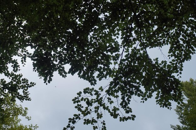 Bladeren van een boom tegen het licht