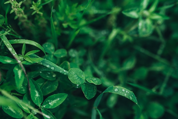 Bladeren van een plant met druppels water