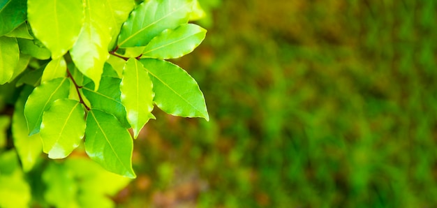 Bladeren van een sappige groene laurier die in de zomer in een tuin groeit op een zonnige dag webbanner met kopie