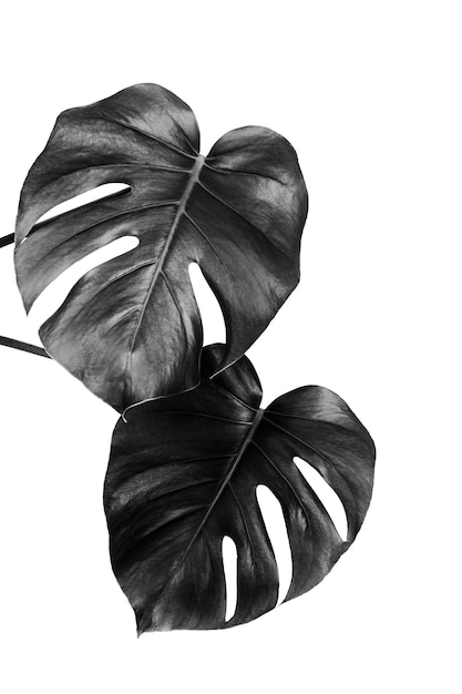 Bladeren van een tropische monstera plant geïsoleerd op een witte muur, zwart en wit