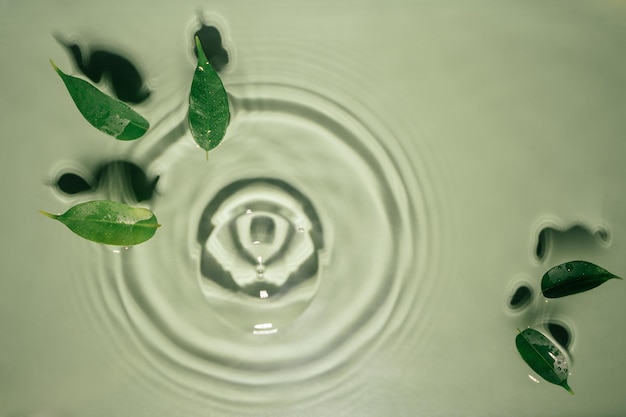 Bladeren van Ficus liggen op het oppervlak van gegolfde transparante verse groene watergel met vlekgolven schaduw uitbreidende cirkels