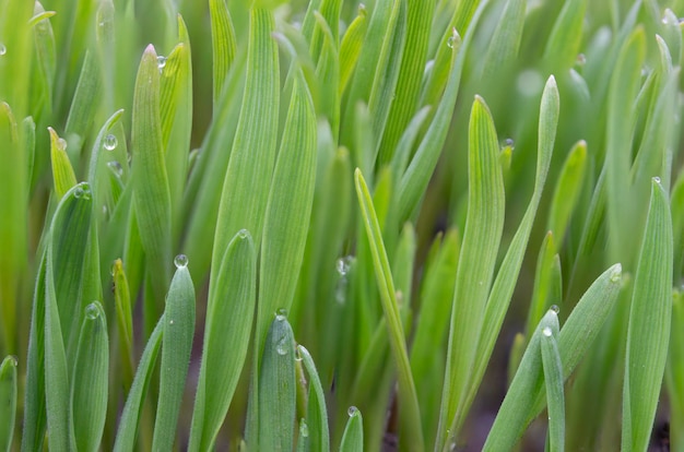 Bladeren van jong groen gras met druppels dauw Kieming van tarwekorrels Groeiende gazongrassen in de landbouw