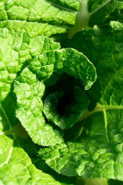 Bladeren van jonge Chinese kool die groeien in een tuinbeddendop vegetarisch voedsel macro