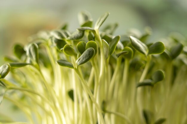 Bladeren van microgreens Close-up van zaailingen 6 dagen microgreens Ontkieming van zaden thuis Het concept van veganistisch en gezond voedsel