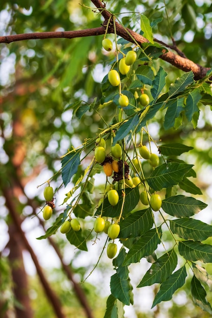 Foto bladeren van neemboom en fruit groeien natuurlijk medicinaal gesloten fruit neem