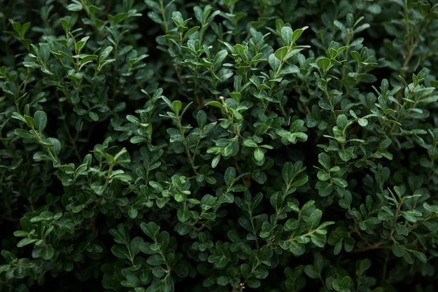 Foto bladeren van planten