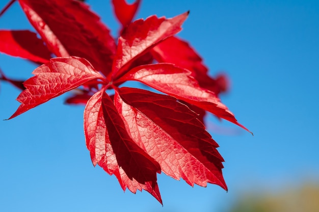 Bladeren van rode herfst Maiden-druiven op een blauwe hemelachtergrond Parthenocissus quinquefolia