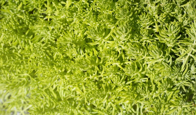 Bladeren van Sedum angelina plant.