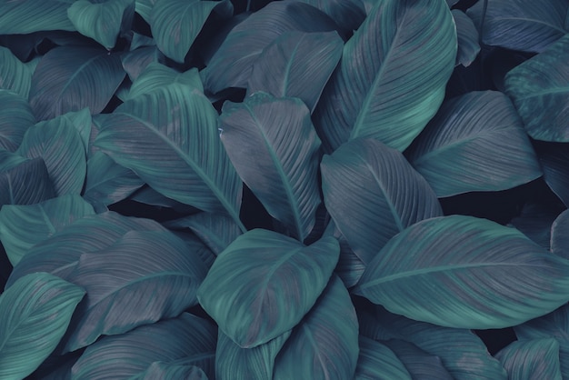 bladeren van Spathiphyllum cannifolium abstract groen donker textuur natuur achtergrond tropisch blad