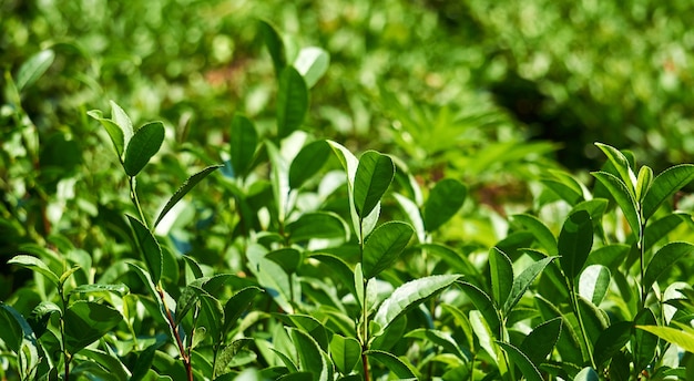 Bladeren van theestruiken in plantage close-up buitenshuis