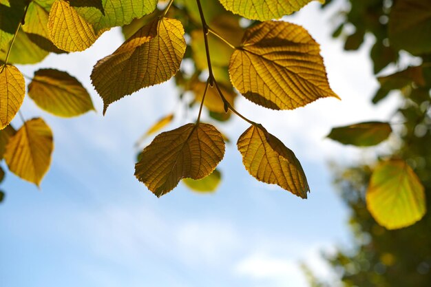 Bladeren van Tilia platyphyllos boom zonnige hemelachtergrond Groene en gele bladeren van largeleaved linden Prachtig uitzicht door largeleaved lindeboom blauwe lucht en zonlicht