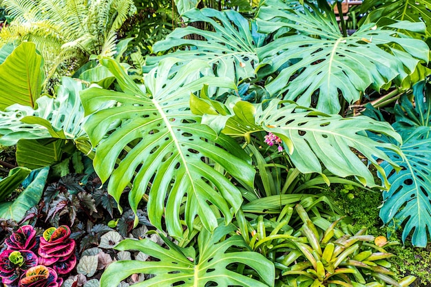 bladeren van tropische planten in het regenwoud van Zuidoost