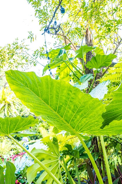 bladeren van tropische planten in het regenwoud van Zuidoost