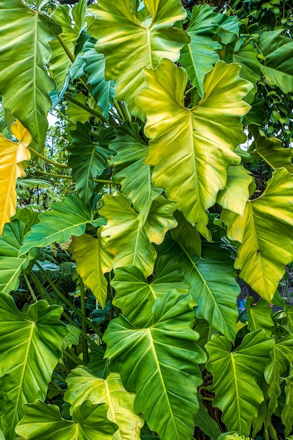 bladeren van tropische planten in het regenwoud van Zuidoost