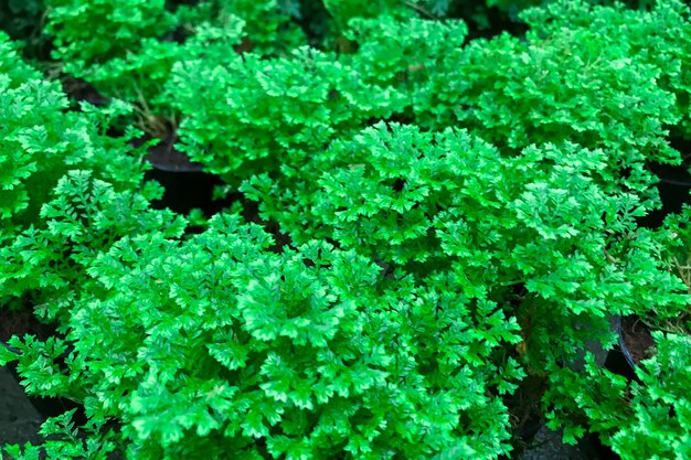 Bladeren van tuinpeterselie, Petroselinum crispum, in een tuin