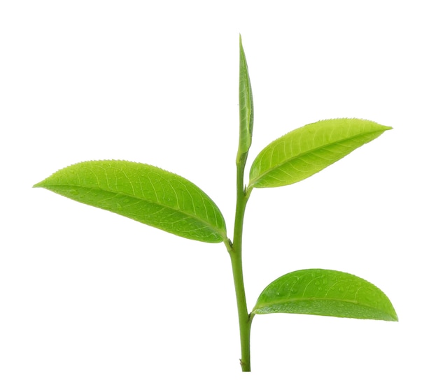 Bladeren Verse groene thee met druppels water op wit wordt geïsoleerd.