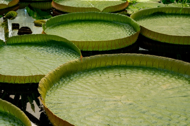 Bladeren waterplanten victoria.