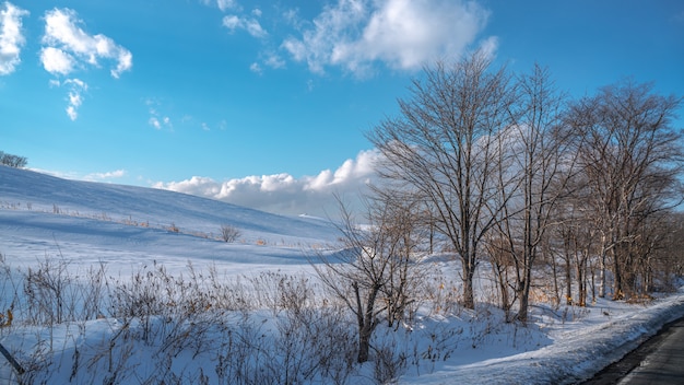 Bladerloze Boom In De Winter