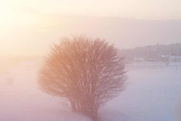 Bladerloze boom op een winters besneeuwd veld Een boom in de winter